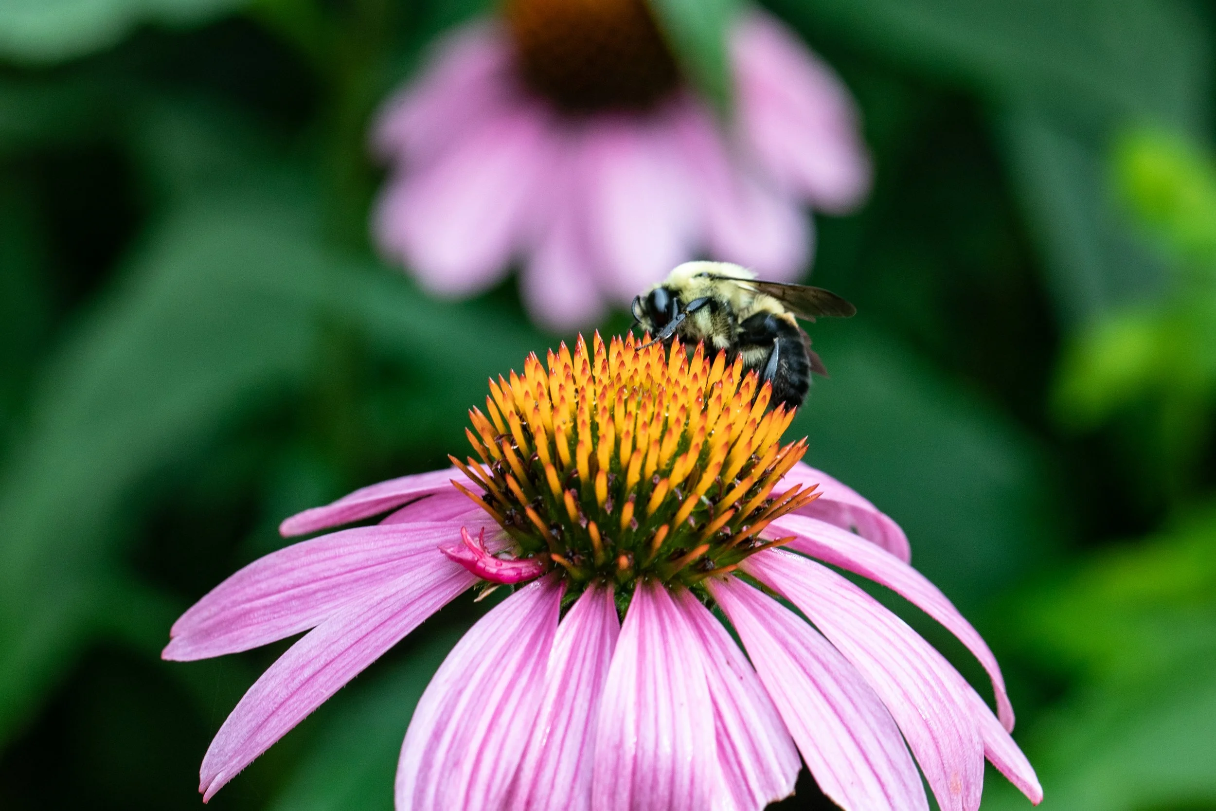 Sacred ceremonies and meaningful rituals