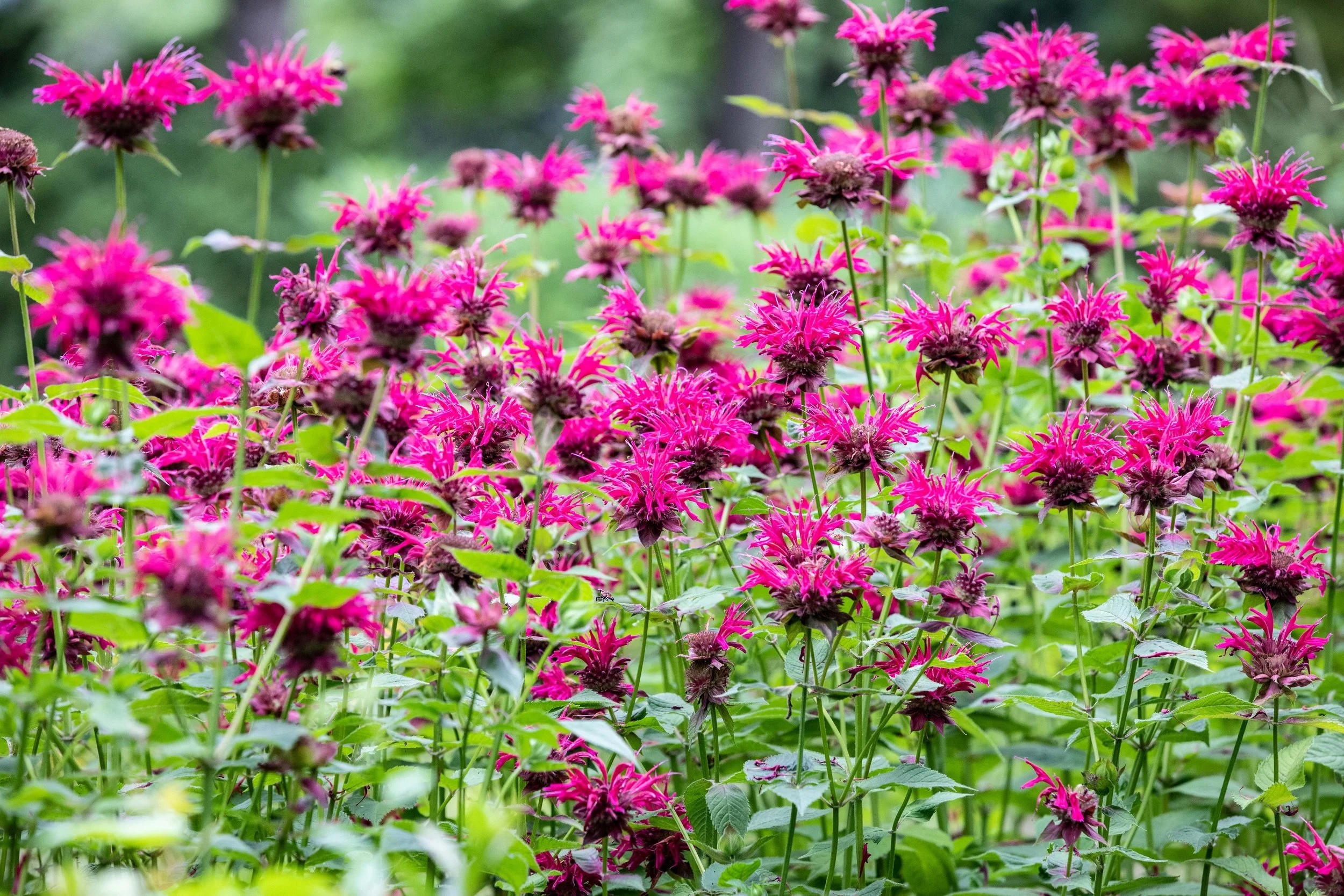 Soul Salons - community and connection gatherings