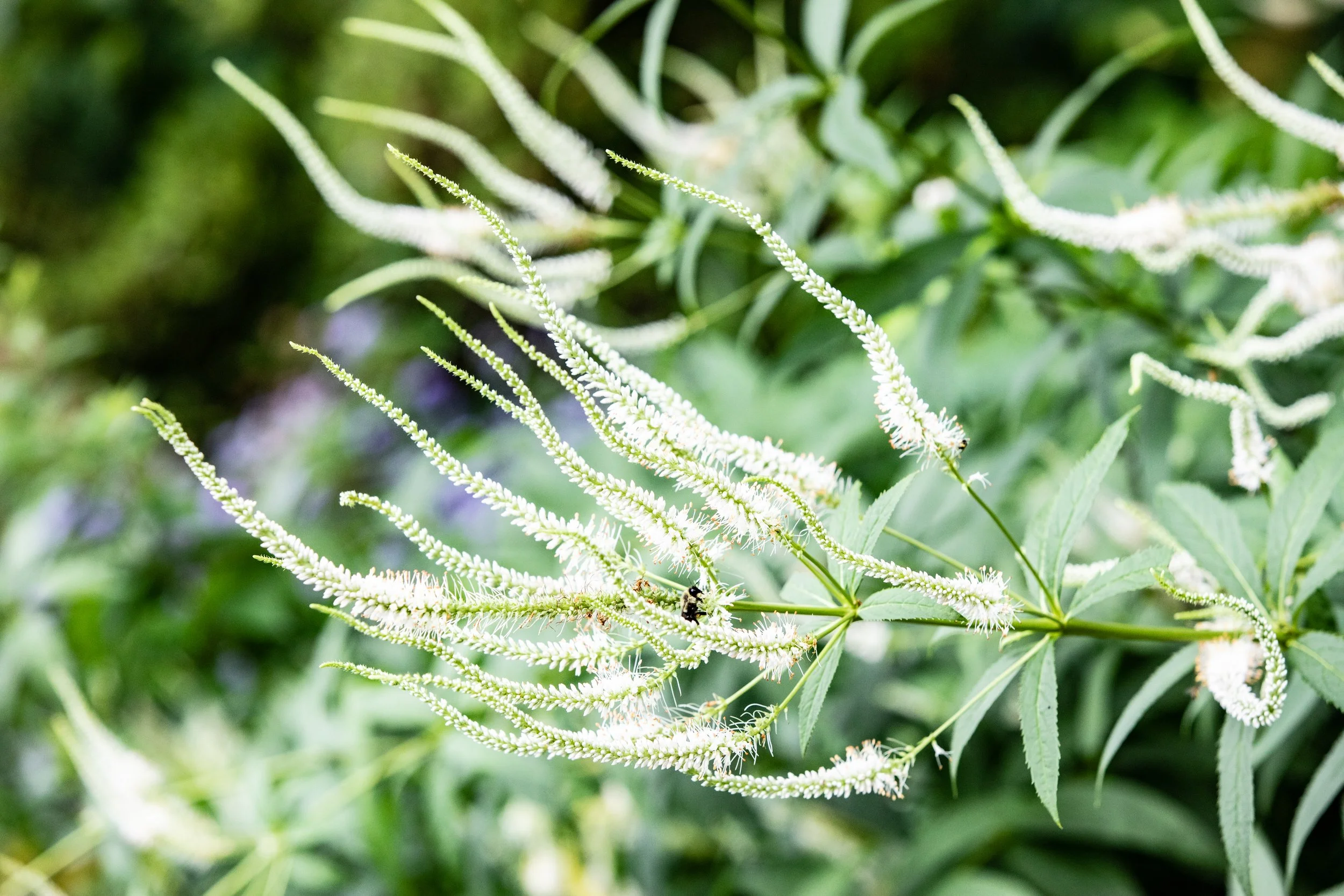 The Old Soul's Reflex